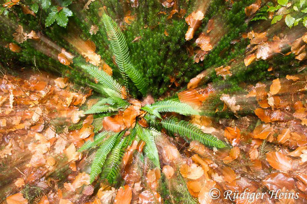 Blechnum spicant (Rippenfarn), 25.10.2014