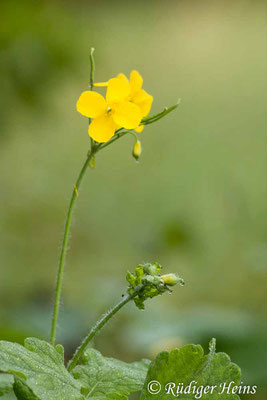 Chelidonium majus, Schöllkraut