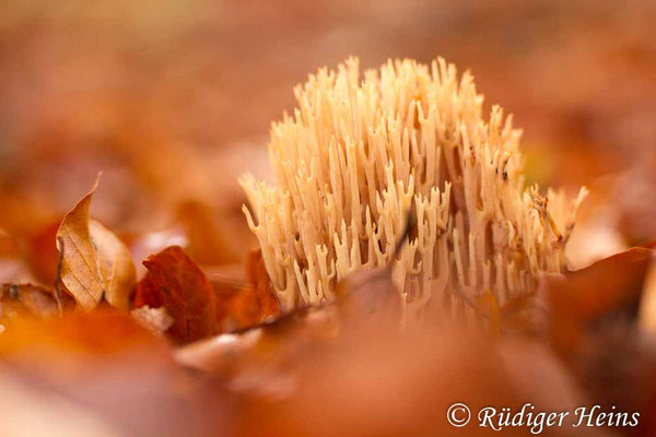 Korallenpilz (Ramaria sp.), 2.11.2019