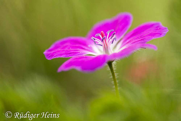 Geranium sanguineum (Blutroter Storchschnabel), 8.6.2022