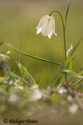 Fritillaria meleagris (Schachblume), 28.4.2021