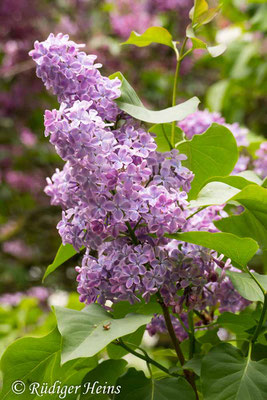 Syringa vulgaris (Gemeiner Flieder), 3.5.2020