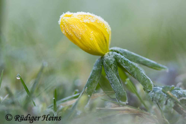 Eranthis hyemalis (Winterling), 4.3.2025
