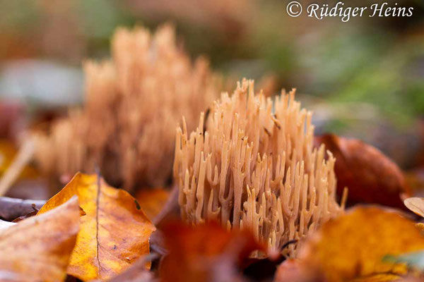 Ramaria sp. (Korallenpilz), 2.11.2019