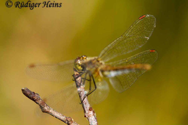 Sympetrum flaveolum (Gefleckte Heidelibelle) Weibchen, 8.8.2018