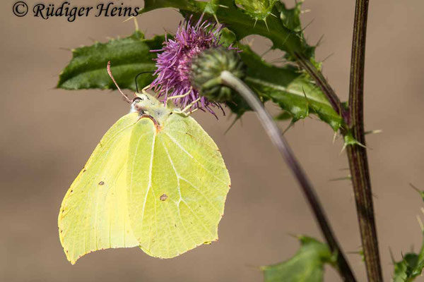 Gonepteryx rhamni (Zitronenfalter), 2.9.2023