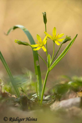 Gagea lutea (Wald-Gelbstern), 27.3.2022