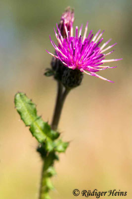 Cirsium palustre (Sumpf-Kratzdistel), 28.8.2018