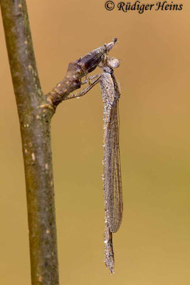 Gemeine Winterlibelle (Sympecma fusca) taubedecktes Weibchen, 15.2.2023 - Makroobjektiv 180mm f/3.5