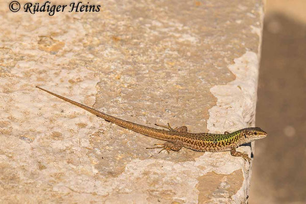 Podarcis erhardii (Kykladen-Mauereidechse)