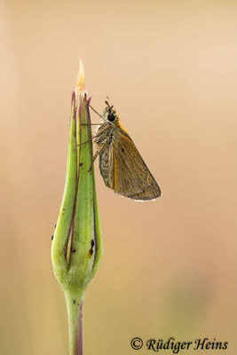 Thymelicus sylvestris (Braunkolbiger Dickkopffalter), 20.7.2021