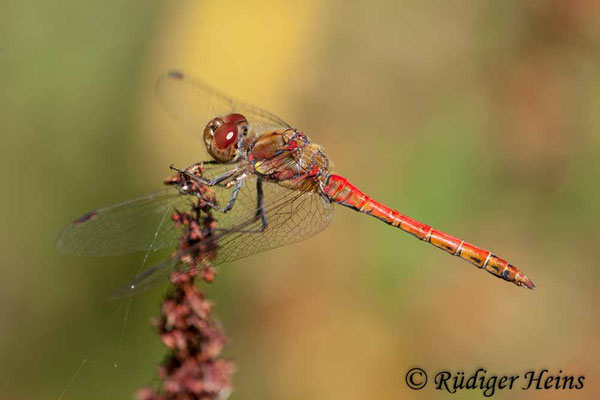 Sympetrum striolatum (Große Heidelibelle) Männchen, 30.8.2008