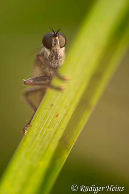 Neoepitriptus arthriticus (Seiden-Raubfliege) Weibchen