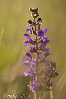 Salvia pratensis (Wiesensalbei), 11.6.2023