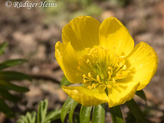 Eranthis hyemalis (Winterling), 3.3.2024