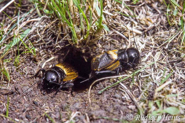 Gryllus campestris (Feldgrille) Männchen & Weibchen, 17.6.1988 (Scan vom Dia)