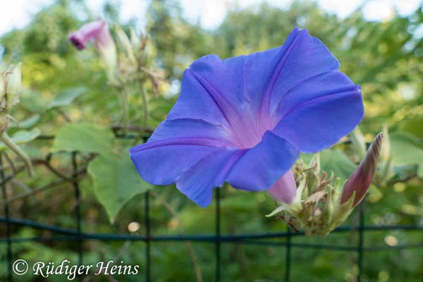 Ipomoea purpurea (Purpur-Prunkwinde), 10.7.2022