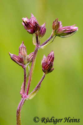 Lychnis flos-cuculi, Kuckucks-Lichtnelke