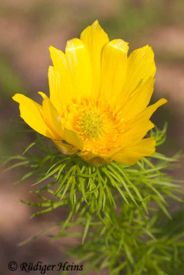 Adonis vernalis (Frühlings-Adonisröschen)