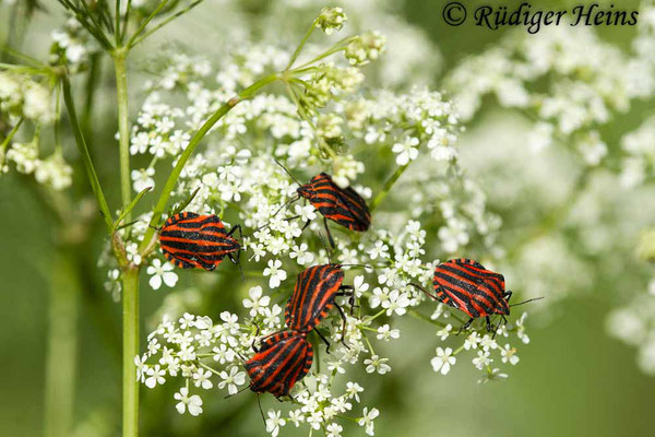 Graphosoma lineatum (Streifenwanze), 28.5.2020