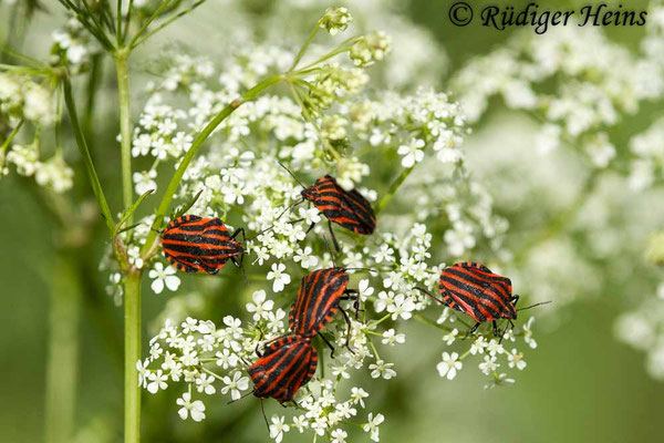 Graphosoma lineatum (Streifenwanze)