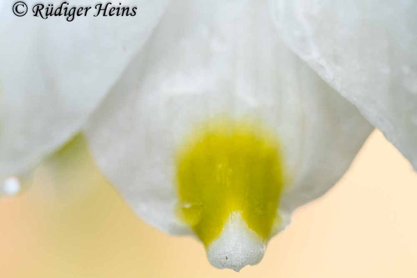 Leucojum vernum (Frühlingsknotenblume oder Märzenbecher)