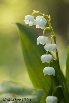 Convallaria majalis (Maiglöckchen), 12.5.2020