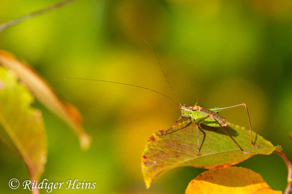 Leptophyes punctatissima (Punktierte Zartschrecke) Männchen, 15.10.2019