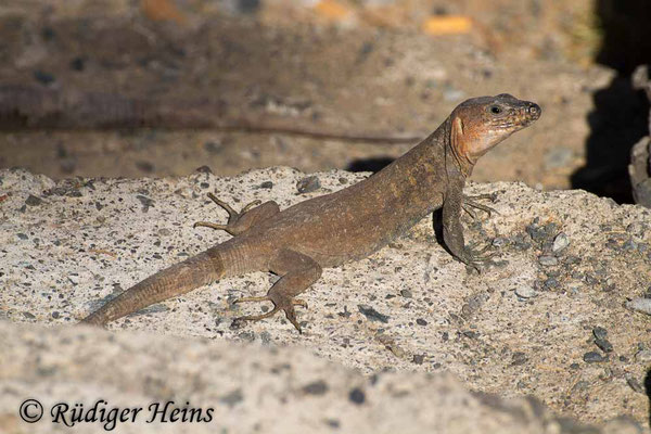 Gallotia stehlini (Gran-Canaria-Rieseneidechse) Männchen