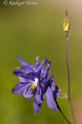 Aquilegia vulgaris (Gemeine Akelei), 17.5.2012