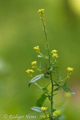 Sisymbrium officinale (Weg-Rauke), 5.6.2019