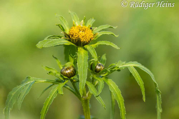 Bidens radiata (Strahliger Zweizahn)
