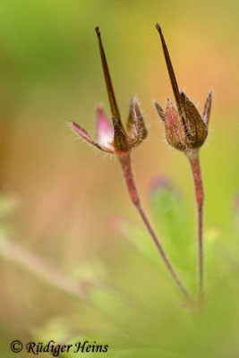 Geranium pusillum (Kleiner Storchschnabel), 5.6.2025