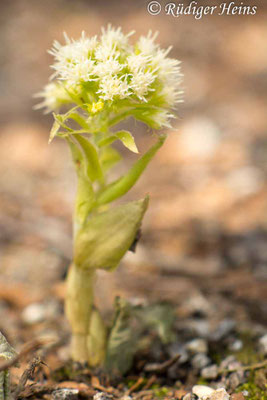 Petasites albus (Weiße Pestwurz)