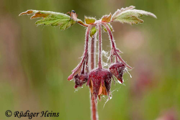 Geum rivale (Bach-Nelkenwurz)