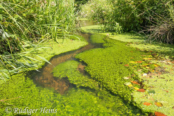 Nordbach, 17.7.2023 - Weitwinkelzoom 16-35mm f/4 (Polfilter)