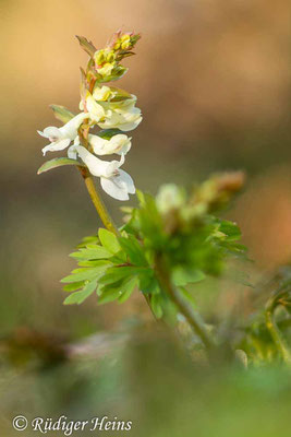 Corydalis cava (Hohler Lerchensporn), 23.3.2023
