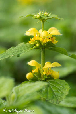 Lamium galeobdolon (Gewöhnliche Goldnessel), 13.4.2024
