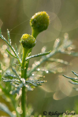Matricaria discoidea (Strahlenlose Kamille)