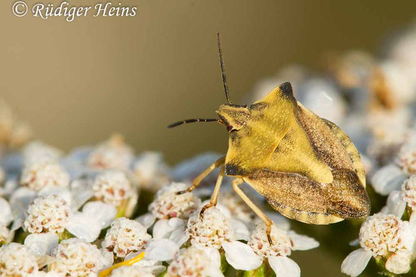 Carpocoris fuscispinus (Nördliche Fruchtwanze)