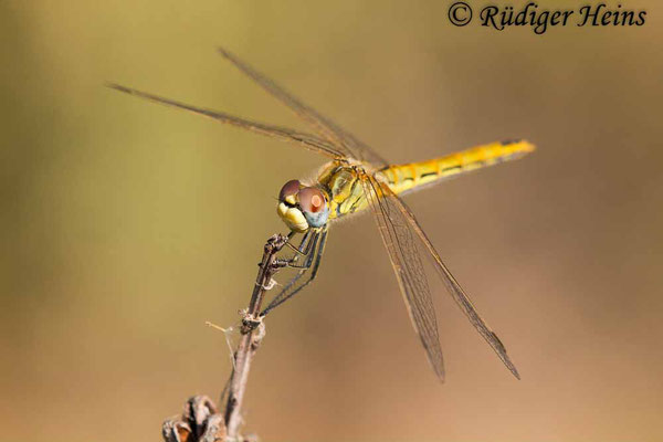 Sympetrum fonscolombii (Frühe Heidelibelle) Männchen, 31.10.2007