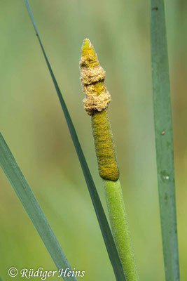 Breitblättriger Rohrkolben (Typha latifolia), 22.8.2023 - Makroobjektiv 180mm f/3.5