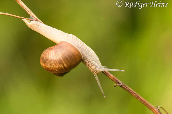 Helix pomatia (Weinbergschnecke), 10.6.2021
