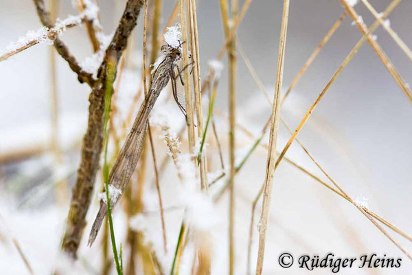 Ein Weibchen der Gemeinen Winterlibelle  versteckt sich im trockenen Gras