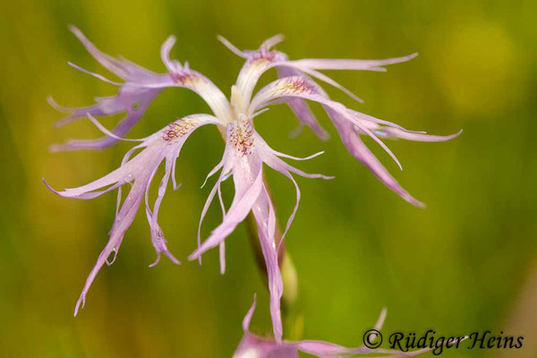 Dianthus superbus (Prachtnelke), 3.8.2014