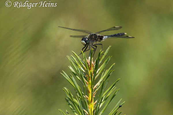 Östliche Moosjungfer (Leucorrhinia albifrons) Männchen, 24.6.2022 - Makroobjektiv 180mm f/3.5