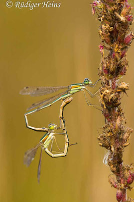 Lestes barbarus (Südliche Binsenjungfer) Paarung, 21.8.2021