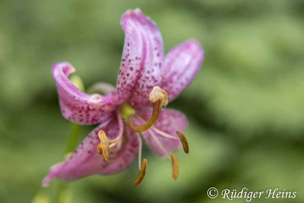 Lilium martagon (Türkenbund)