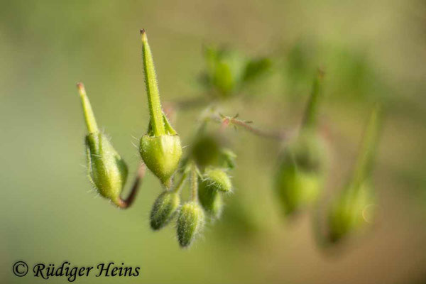 Kleiner Storchschnabel  (Geranium pusillum), 5.6.2025 - Colorplan Dia-Projektionsobjektiv 1:2,5/90mm
