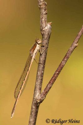 Gemeine Winterlibelle (Sympecma fusca) Männchen, 14.11.2022 - Makroobjektiv 180mm f/3.5